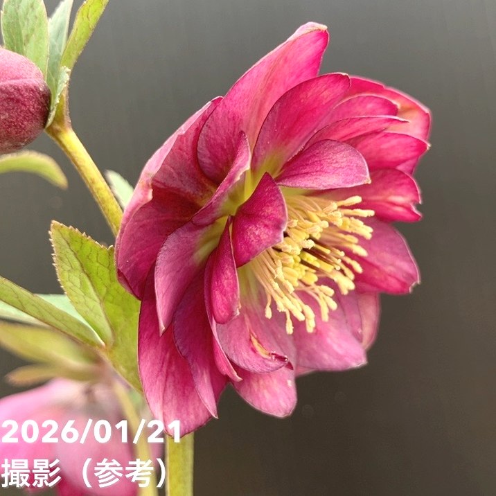 一点物】加藤農園 クリスマスローズ フレグランスクリスマスローズ 4.5