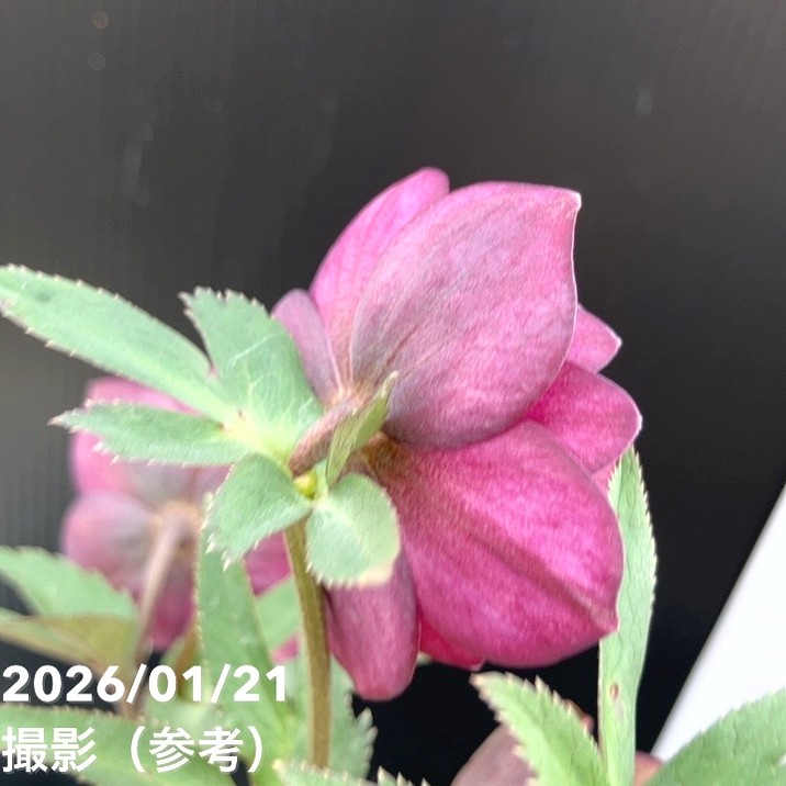 クリスマスローズ　認定フレグランスddピンクパープル　加藤農園 加藤農園さんのクリスマスローズ | グリーンホビー