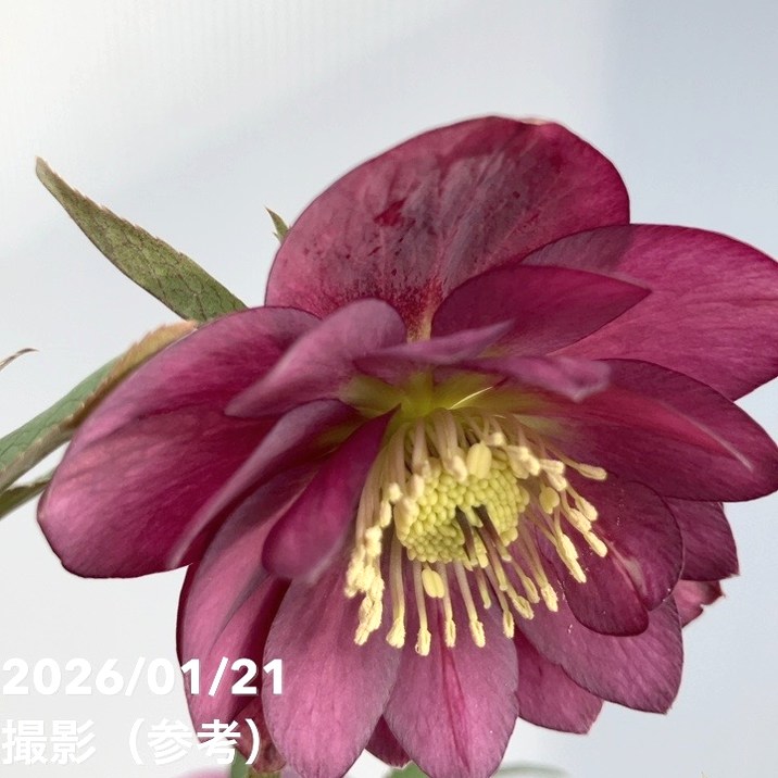 一点物】加藤農園 クリスマスローズ フレグランスクリスマスローズ 4.5