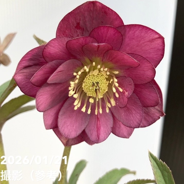 フレグランスクリスマスローズ 加藤農園 セミダブル 一点物】加藤農園