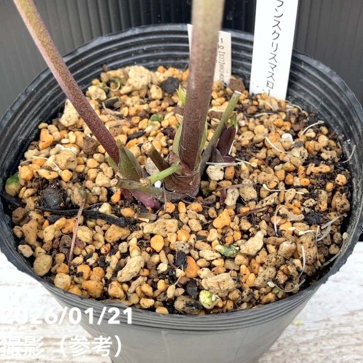 クリスマスローズ　認定フレグランス　加藤農園 一点物】加藤農園 クリスマスローズ フレグランスクリスマスローズ 4.5