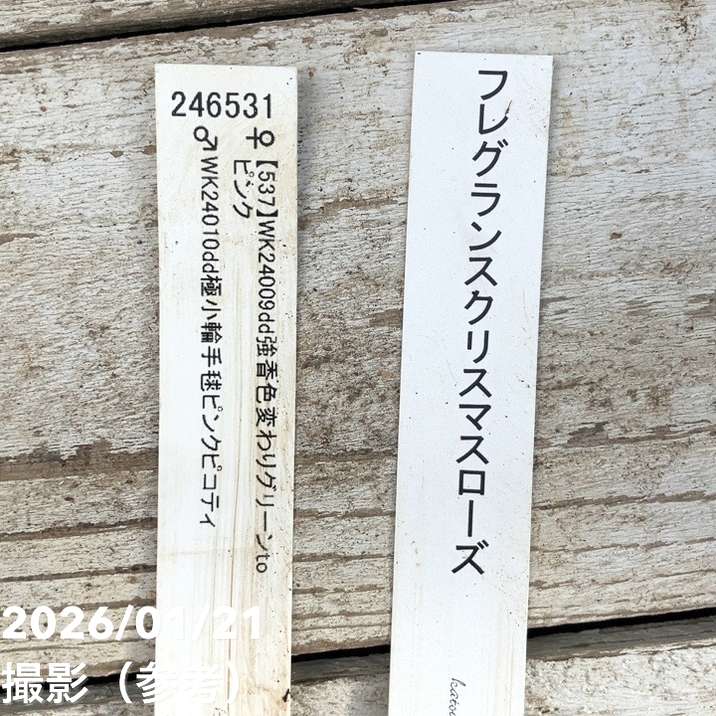 一点物】加藤農園 クリスマスローズ フレグランスクリスマスローズ 4.5