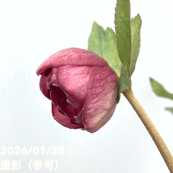 お買い得一点物咲き進み株】加藤農園 艶々系クリスマスローズ キラメキ