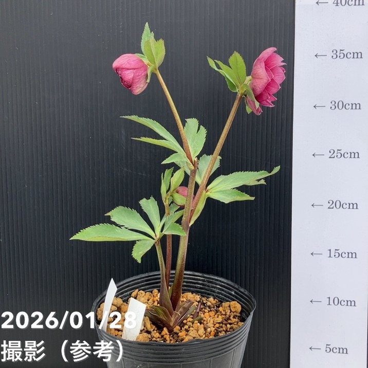 お買い得一点物咲き進み株】加藤農園 艶々系クリスマスローズ キラメキ