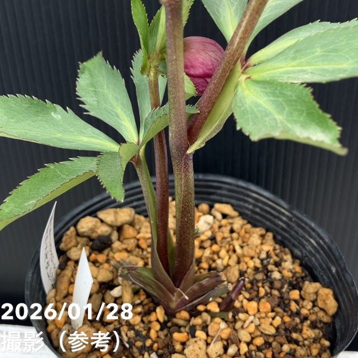 一点物】加藤農園 艶々系クリスマスローズ キラメキレッド 4.5号（KT80