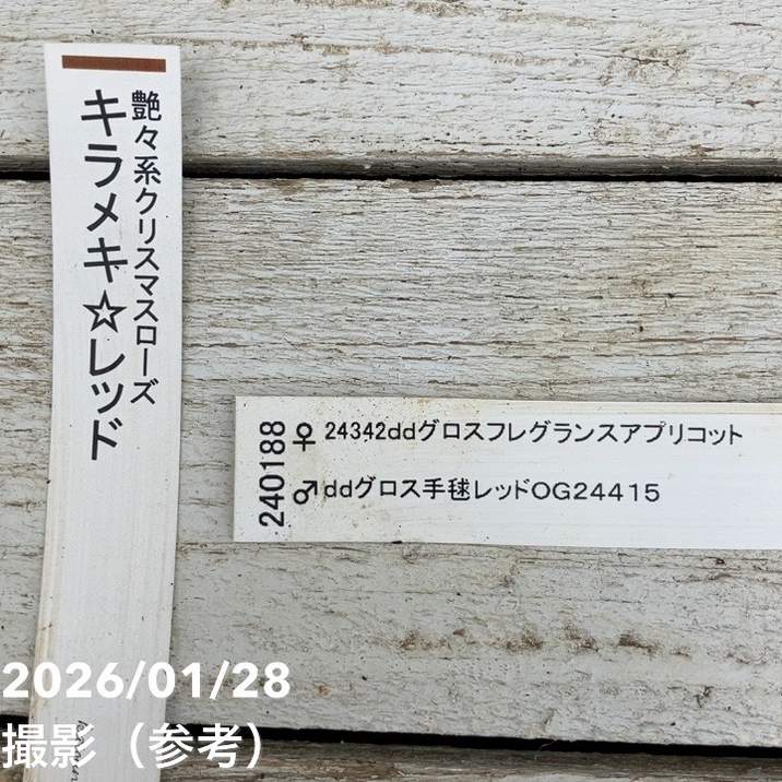 お買い得一点物咲き進み株】加藤農園 艶々系クリスマスローズ キラメキ