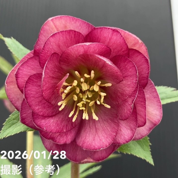 一点物】加藤農園 艶々系クリスマスローズ キラメキレッド 4.5号（KT80