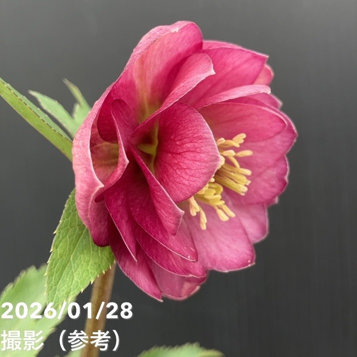 お買い得一点物咲き進み株】加藤農園 艶々系クリスマスローズ キラメキ