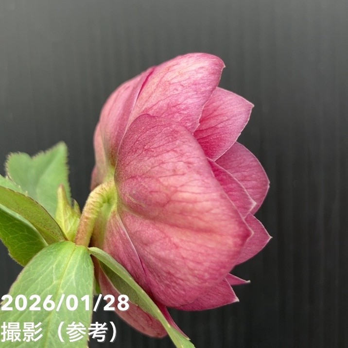 一点物】加藤農園 艶々系クリスマスローズ キラメキレッド 4.5号（KT80