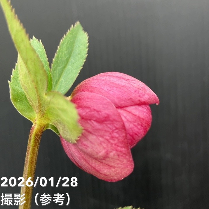 一点物】加藤農園 艶々系クリスマスローズ キラメキレッド 4.5号（KT80