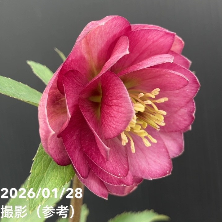 一点物】加藤農園 艶々系クリスマスローズ キラメキレッド 4.5号（KT80