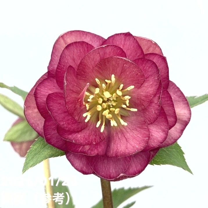 一点物】加藤農園 艶々系クリスマスローズ キラメキレッド 4.5号（KT80