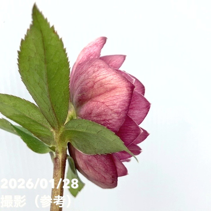 一点物】加藤農園 艶々系クリスマスローズ キラメキレッド 4.5号（KT80