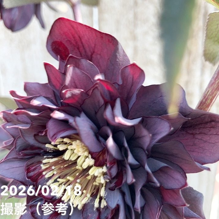 一点物】広瀬園芸 クリスマスローズ 4.5号（HR35）｜山野04-PA | 草花