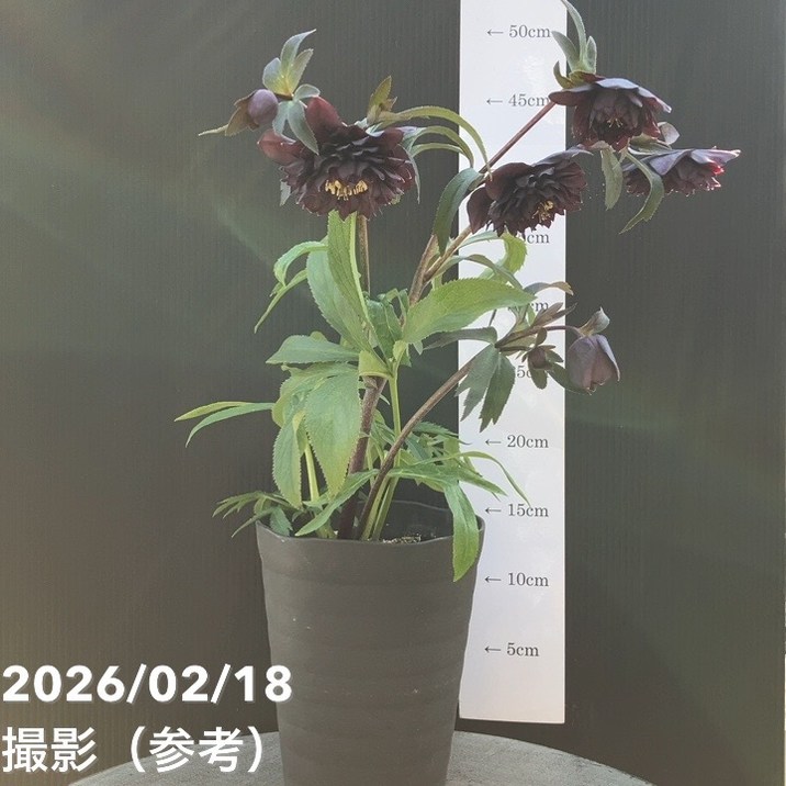 一点物】広瀬園芸 クリスマスローズ 4.5号（HR35）｜山野04-PA | 草花