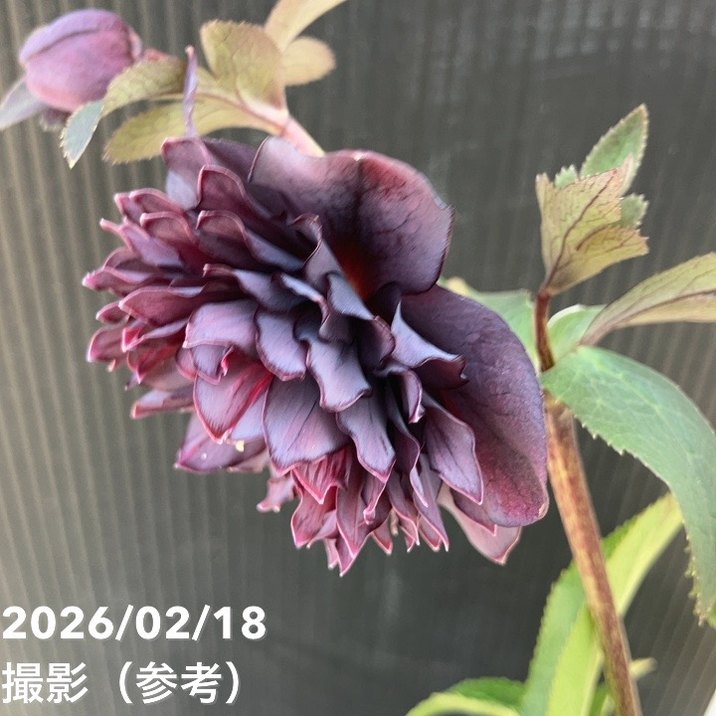 一点物】広瀬園芸 クリスマスローズ 4.5号（HR35）｜山野04-PA | 草花