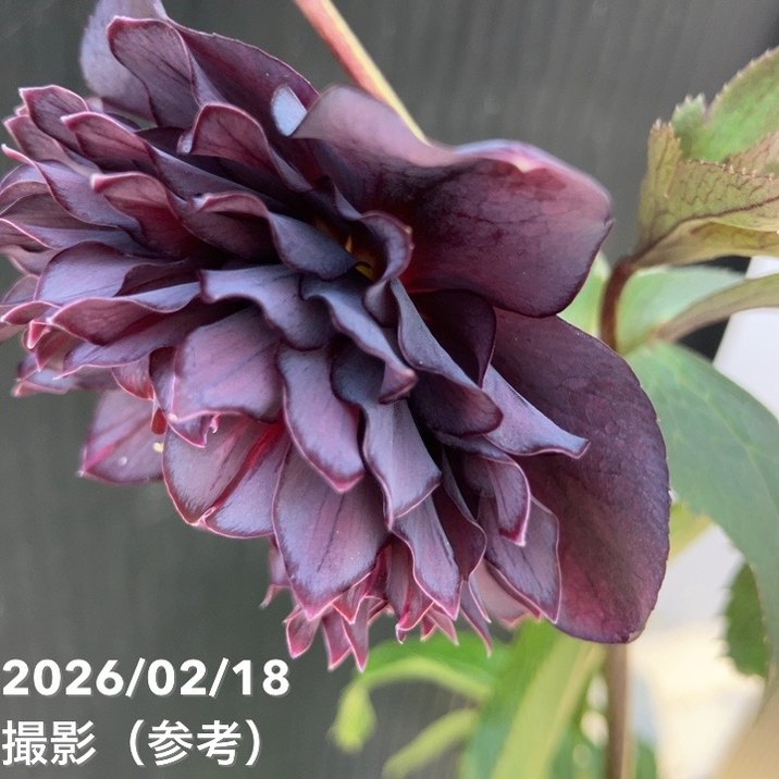 一点物】広瀬園芸 クリスマスローズ 4.5号（HR35）｜山野04-PA | 草花