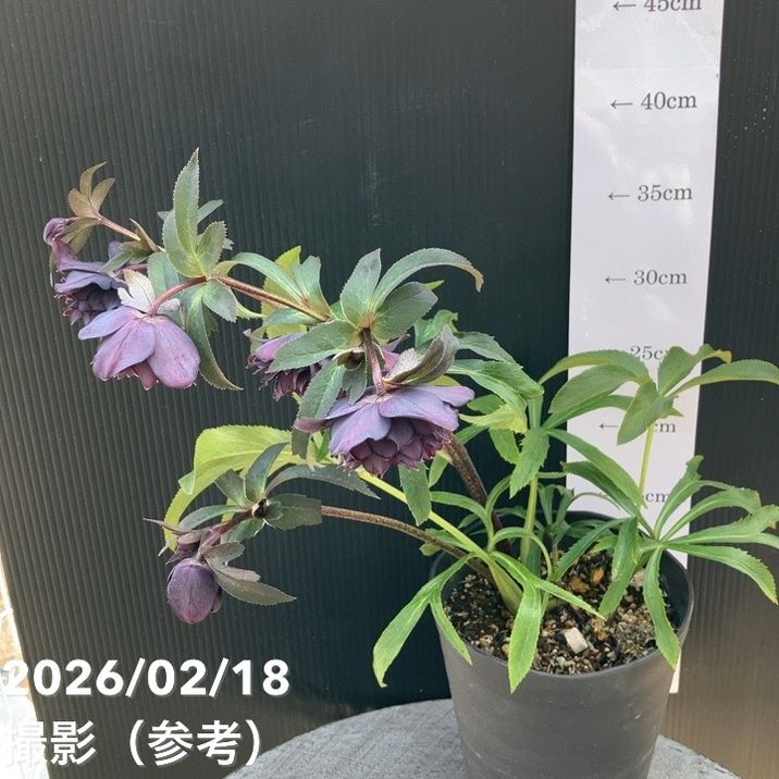 一点物】広瀬園芸 クリスマスローズ 4.5号（HR35）｜山野04-PA | 草花