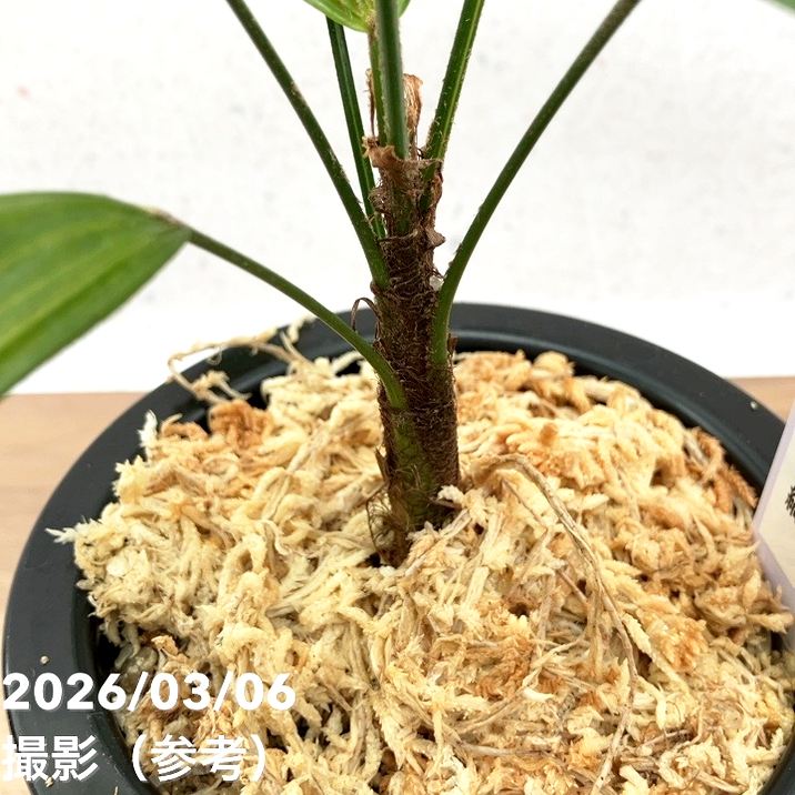 現品お届け】観音竹 カンノンチク 七宝殿白縞 しっぽうでんしろしま