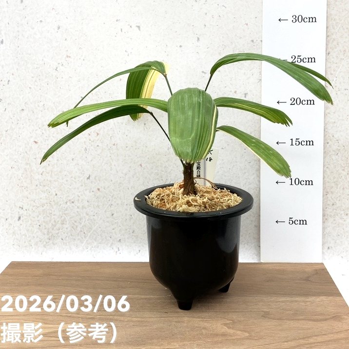 現品お届け】観音竹 カンノンチク 七宝殿白縞 しっぽうでんしろしま