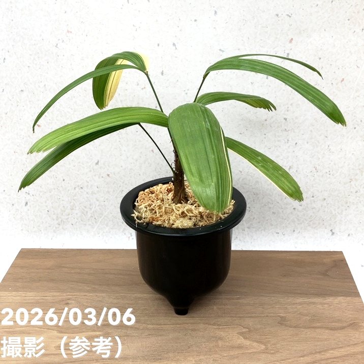 65周年記念セール】【現品お届け】観音竹 カンノンチク 七宝殿白縞