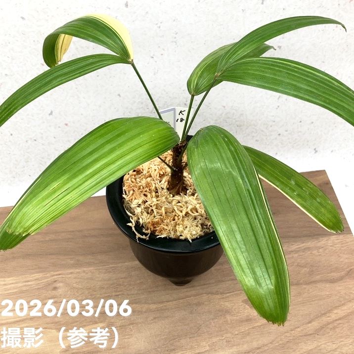 現品お届け】観音竹 カンノンチク 七宝殿白縞 しっぽうでんしろしま