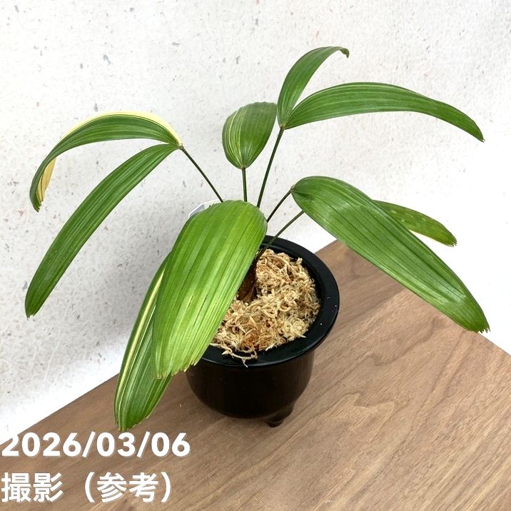 現品お届け】観音竹 カンノンチク 七宝殿白縞 しっぽうでんしろしま