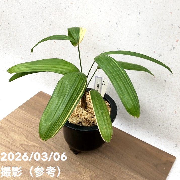 現品お届け】観音竹 カンノンチク 七宝殿白縞 しっぽうでんしろしま