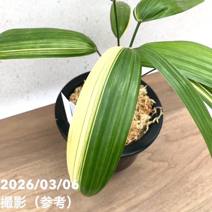 現品お届け】観音竹 カンノンチク 七宝殿白縞 しっぽうでんしろしま