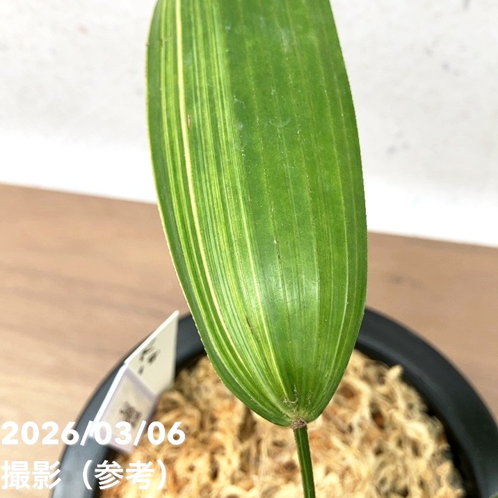 現品お届け】観音竹 カンノンチク 七宝殿白縞 しっぽうでんしろしま