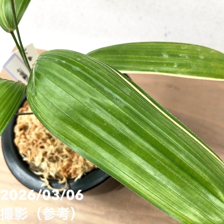 現品お届け】観音竹 カンノンチク 七宝殿白縞 しっぽうでんしろしま