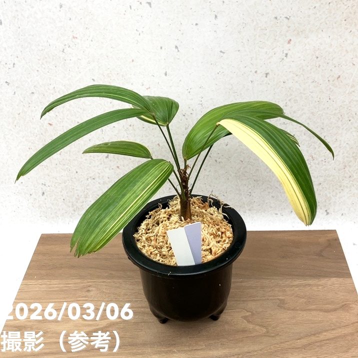 現品お届け】観音竹 カンノンチク 七宝殿白縞 しっぽうでんしろしま