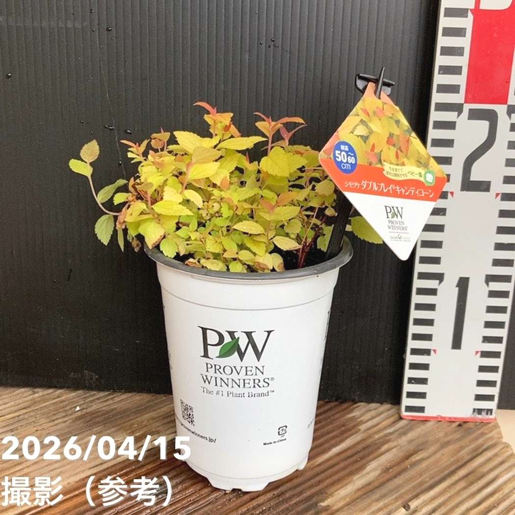 PW シモツケ ダブルプレイ キャンディコーン 11cmロングポット｜花木04