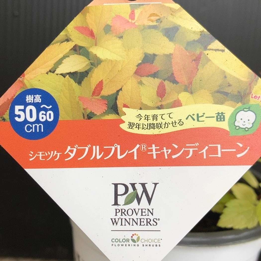 PW シモツケ ダブルプレイ キャンディコーン 11cmロングポット｜花木04