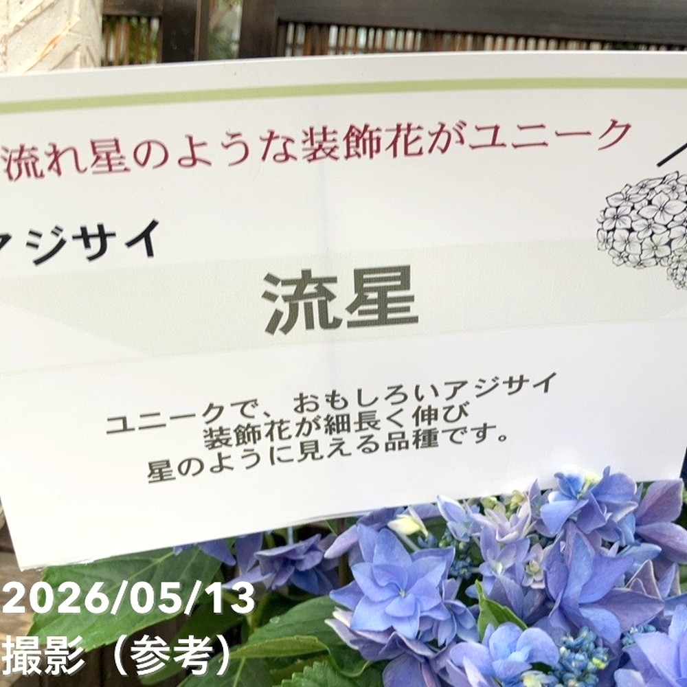 アジサイ ハイドランジア 流星 りゅうせい ブルー 5号｜鉢花04-PA