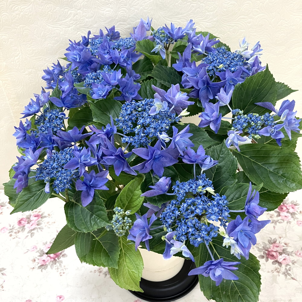 アジサイ ハイドランジア 流星 りゅうせい ブルー 5号｜鉢花04-PA