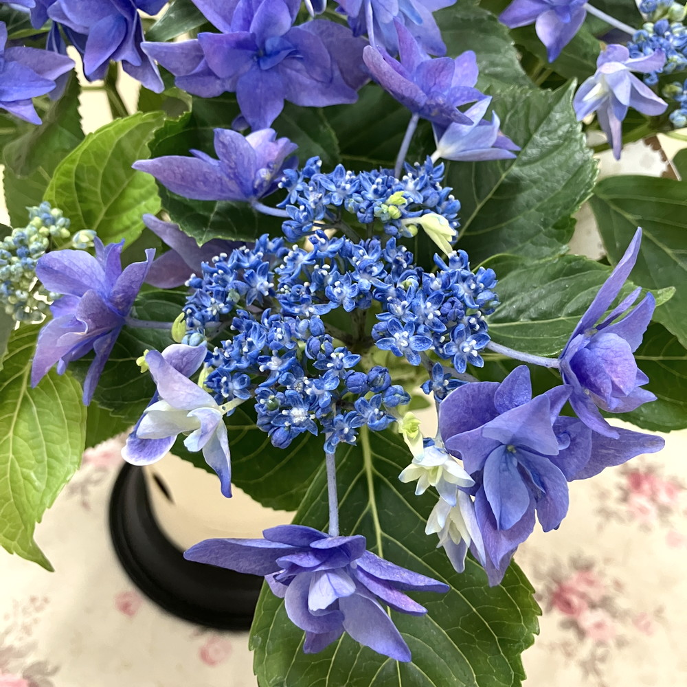 アジサイ ハイドランジア 流星 りゅうせい ブルー 5号｜鉢花04-PA