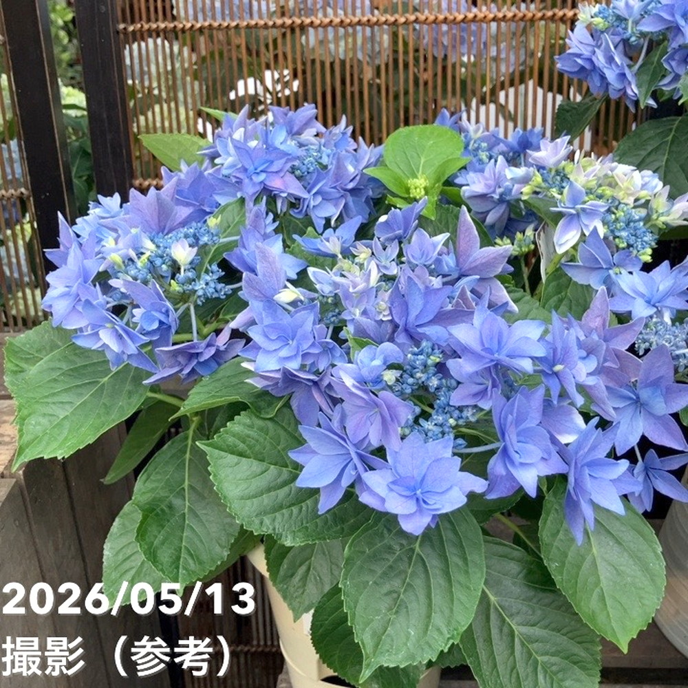 アジサイ ハイドランジア 流星 りゅうせい ブルー 5号｜鉢花04-PA