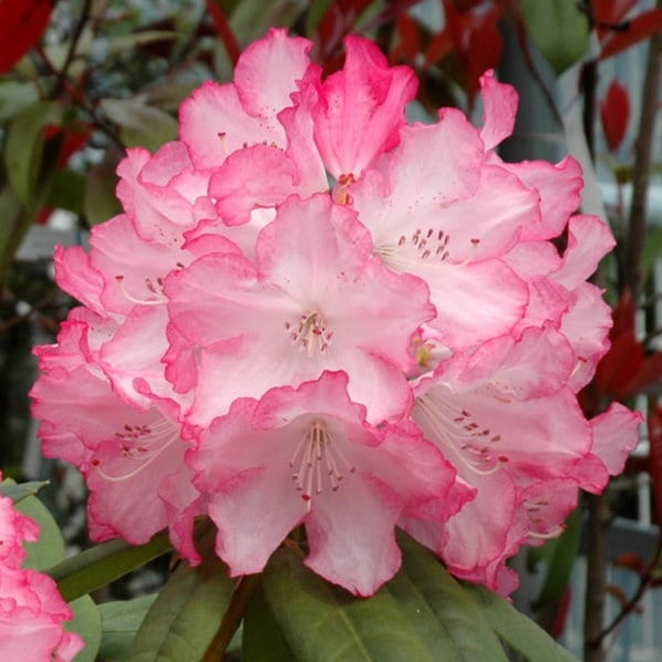 シャクナゲ スーパーローディー 3.5号 ミセスフジイ｜花木01-D1 | 赤塚