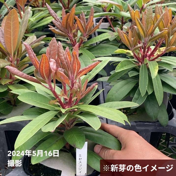 決算P5倍！10%OFF！8/2まで】シャクナゲ スーパーローディー 3.5号