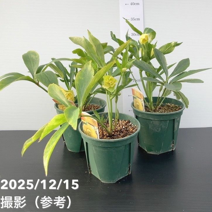 クリスマスローズ 伊勢みやび 5号 陽光｜山野01-D1 | 草花,クリスマス