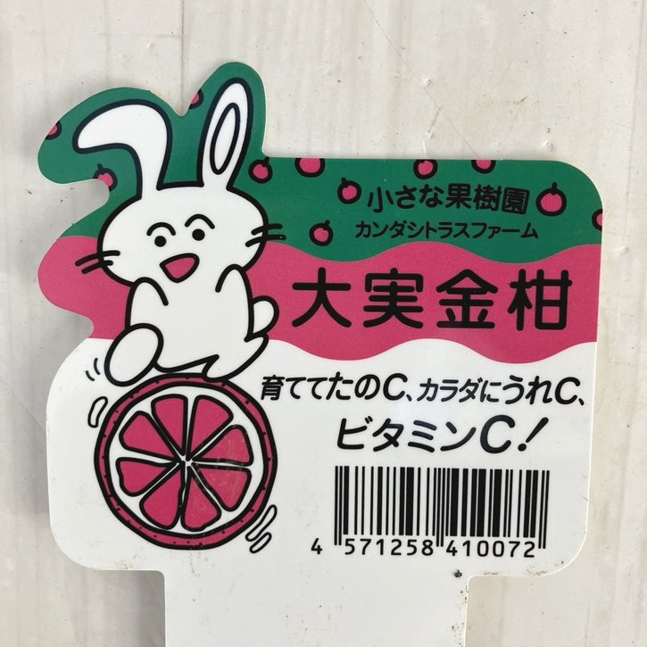 実付き柑橘＞大実キンカン 7号｜柑橘｜果樹10-TU | 果樹,柑橘