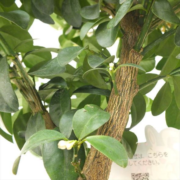 夏セール対象商品】＜実付き柑橘＞大実キンカン 7号※2025年9月上