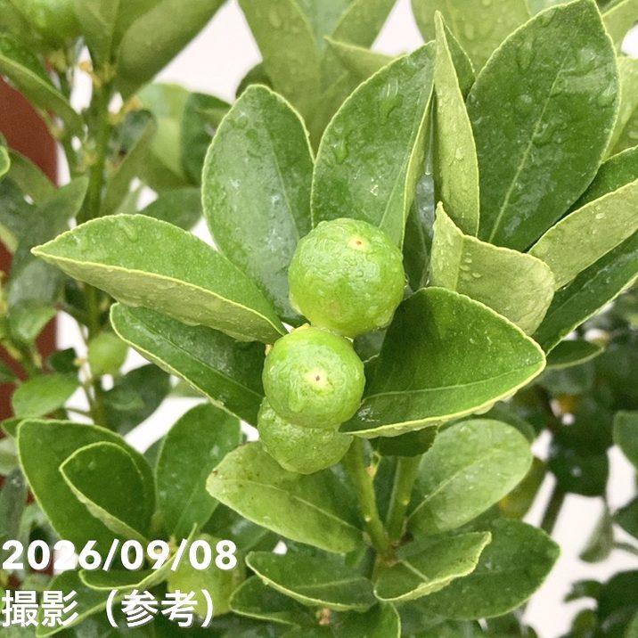 【お買い得!1/5まで】<実付き柑橘>カンダシトラスファームさん 大実キンカン 7号|柑橘|果樹10-TU