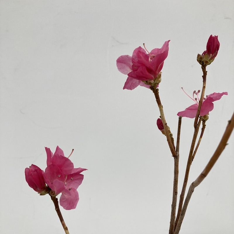 <ただいま開花中>紅花玄海ツツジ 4.5号|花木10-TU