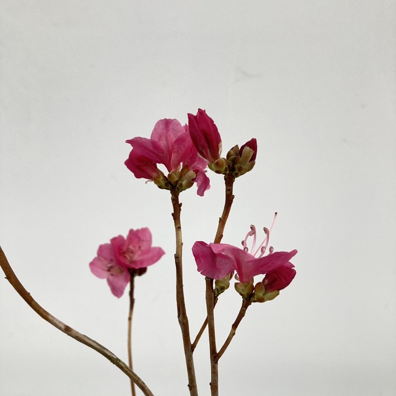 <ただいま開花中>紅花玄海ツツジ 4.5号|花木10-TU