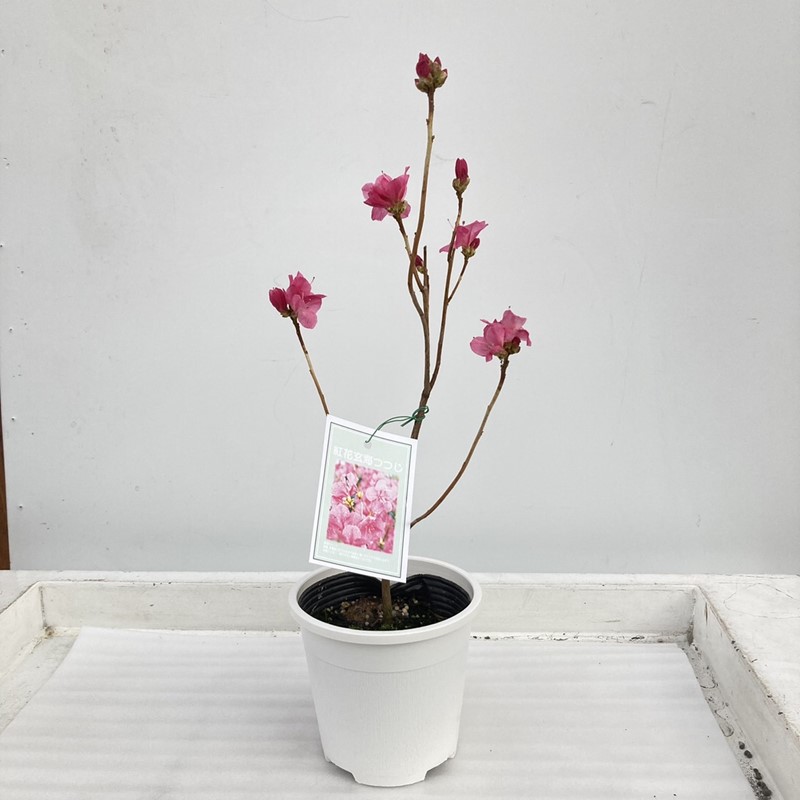 ただいま開花中 紅花玄海ツツジ 4 5号 花木 庭木 珍しい花木 庭木 赤塚植物園オンライン 花の音 ただいま開花中 紅花玄海ツツジ 4 5号 花木 庭木 珍しい花木 庭木 赤塚植物園オンライン 花の音