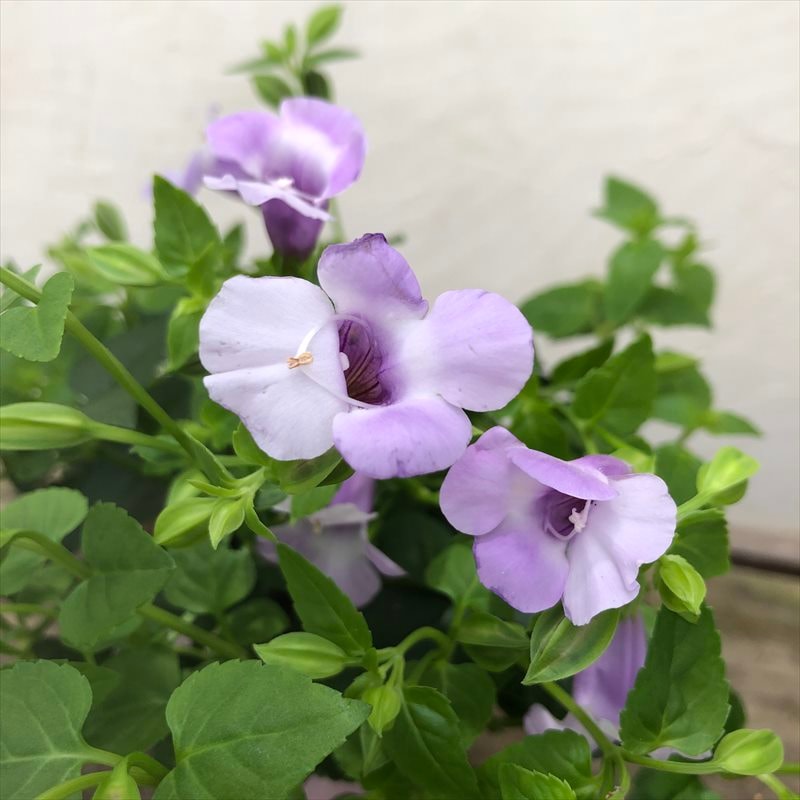 天花  取り置き お取り置き 27日まて取り置き 27日まて取り置き 1/6 Kamen Rider