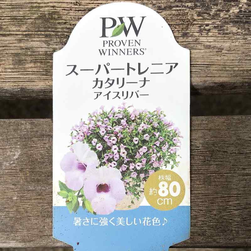決算P5倍！8/2まで】PW スーパートレニア カタリーナ アイスリバー 3