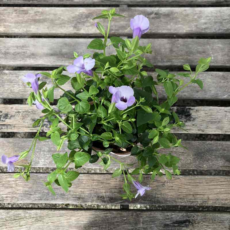 PW スーパートレニア カタリーナ アイスリバー 3～3.5号×3株セット PVP